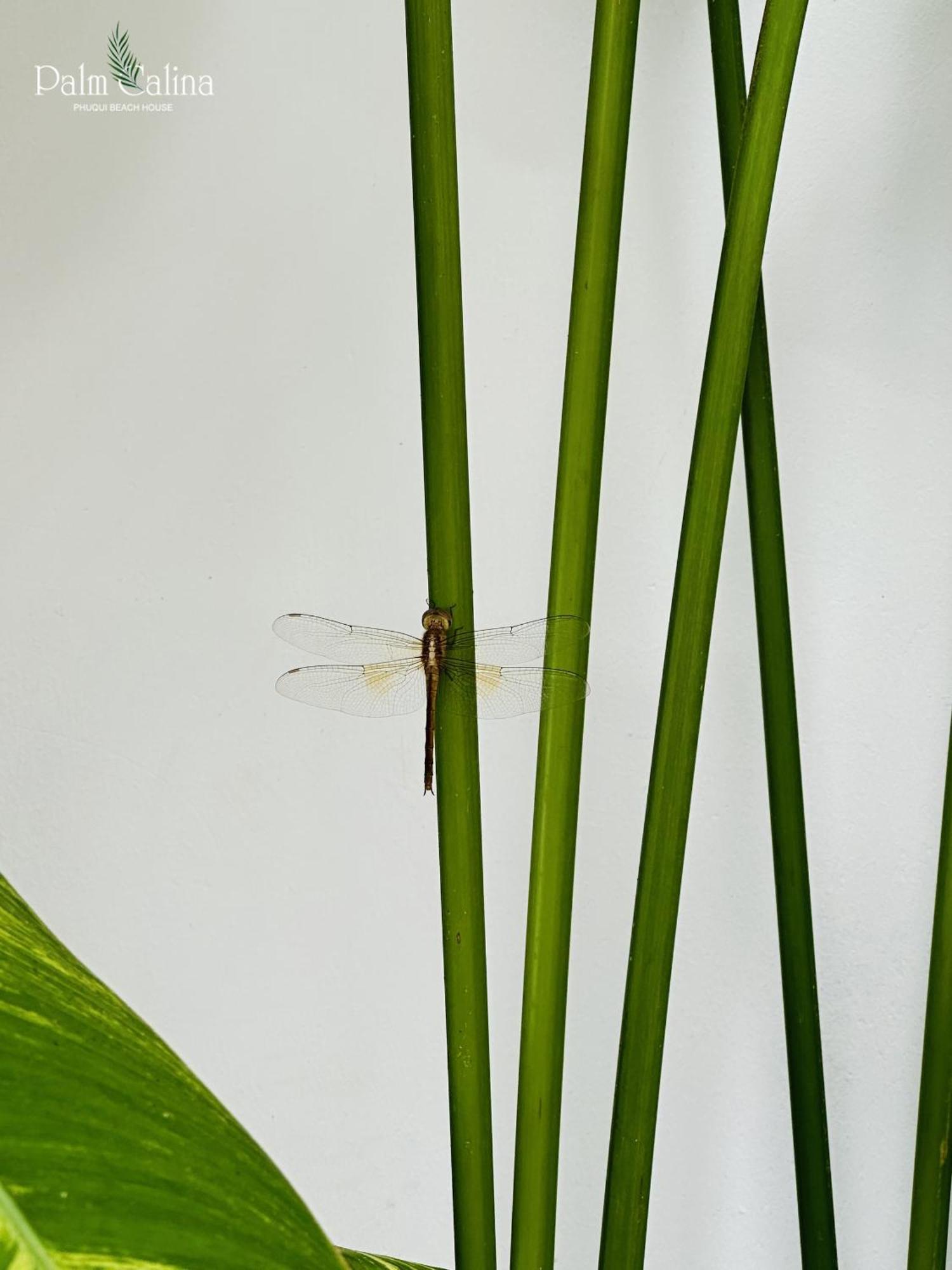 Palmcalina - Phuqui Beach House Cu Lao Thu Luaran gambar